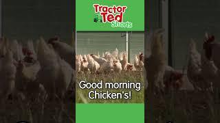 Good Morning Chickens  Tractor Ted Shorts  Tractor Ted Official Channel