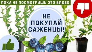 ГОЛУБИКА  НЕ ПОКУПАЙ САЖЕНЦЫ ПОКА НЕ ПОСМОТРИШЬ ЭТО ВИДЕО Как правильно выбрать и у кого купить