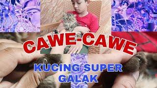 cawe cawe membersihkan mata dan kuku kucing