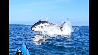 Bluefin Tuna in Devon
