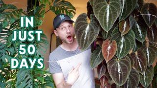 MY FASTEST GROWING HOUSEPLANT - repot & progress updates of my Dioscorea discolor - Plant Spotlight