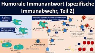 Humorale Immunantwort spezifische Immunabwehr Teil 2 - Biologie Oberstufe