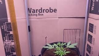 Topped the Skywalker OG bubba kush & Bruce banner starting UP #grow #indoor