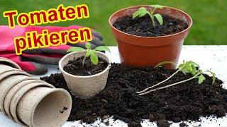 Tomaten richtig pikieren Anleitung & Tipps