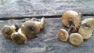 Чёрный груздь или тонкая свинушка??? Lactarius necator vs Paxillus involutus