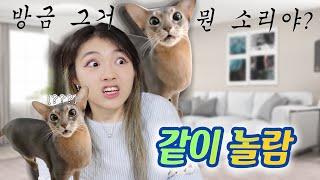 고양이 키우는 사람이 좋은 이유 ㅋㅋㅋㅋ