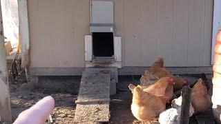 The BEST Chicken Coop Improvement We Made