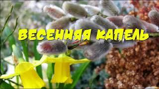 Весенняя капель  Что за музыка на улице слышна