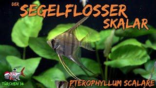 Der Segelflosser  Skalar - Pterophyllum scalare  ADVENTdicted Adventskalender  Türchen 14