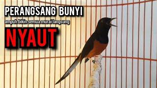 murai batu gacor AMPUH buat PANCINGAN murai batu agar bunyi JADIKAN burung murai gacor EMOSI