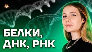 Белки ДНК РНК  Биология ЕГЭ 10 класс  Умскул