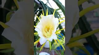 Dragon fruit flower blooms  #garden #dragonfruit #blooming #shorts #v87garden