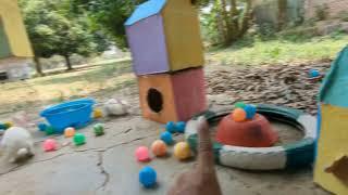 Ayam Warna Warni Ayam Rainbow Gokil Kelinci Kucing Lucu Bebek Hewan Lucu #1178