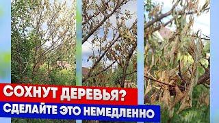 Сохнут деревья? Сделайте это немедленно