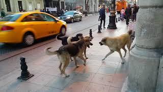 Happiest pack of playing Street Dogs Istanbul Turkey