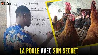50 poules COMMENT Calculer LE TAUX DE PONTE sur VOTRE FERME? élevage du poulet local en Afrique