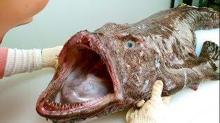 eng 몸보다 큰 심해어를 손질해보자 How to cut a huge Monkfish.