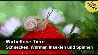 Wirbellose Tiere – Schnecken Würmer Insekten und Spinnen  MedienLB Trailer