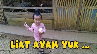 Liat Ayam Yuk #ayam # #ayamkampung #chicken