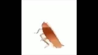 Dancing roach