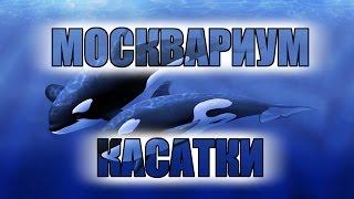 Москвариум. Касатки.