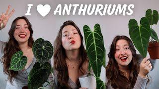 10 Anthuriums you can keep in your living room  My entire Collection