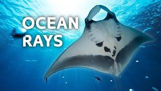 Discovering Mexicos Endangered Manta Rays & Sharks  Blue Realm  All Out Wildlife