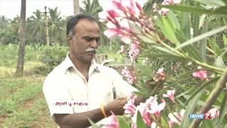 Arali flowers are grown in a big way in salem