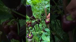 Harvest Every Fresh Vegetable in the Garden#satisfying #shorts #viralvideo #explore #ytshorts #short