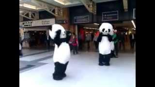 Panda awareness week London