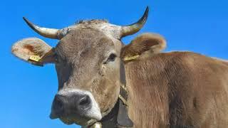 Cow Sound Effect Moo 10Hours