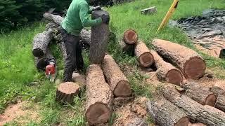 Cutting and stacking the hardest wood in Japan.