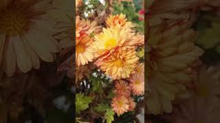 Хризантема Бабочка Осень