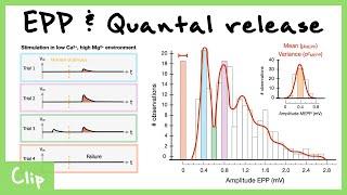 Endplate Potentials EPPs And Quantal Release Explained Bernard Katz Experiments  Clip