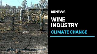 Wine industry calls for stronger action on climate change after horror season   ABC News