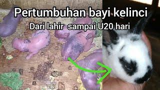 #50 Bayi kelinci ini awalnya tidak disusui lihat akhirnya