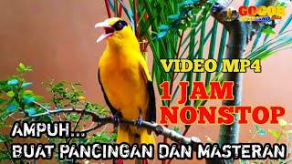 FULL 1 JAM VIDEO MP4  KICAUAN KEPODANG EMAS GACOR AMPUH BUAT PANCINGAN DAN MASTERAN KEPODANG 2021