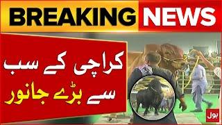 Karachi Biggest Cow 2024  Bakra Eid 2024  Maweshi Mandi 2024  Breaking News