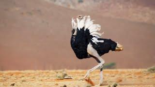 Ostrich Gives the Performance of His Life  The Mating Game  BBC Earth