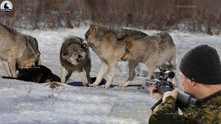 ¡El Perro Ha Sido Derrotado ¿Cómo Tratan Los Granjeros Y Cazadores A Los Lobos Con Armas De Fuego?