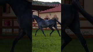 The Mares of Samjad Stud peacefully grazing in lush paddocks