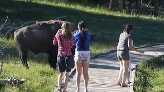 Bison Attack Caught on Camera Yellowstone National Park