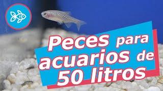 PECES para ACUARIOS de ≤ 50 litros  AGUA DULCE 