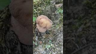 PORCINI 2024  #boletus #appennino #porcini