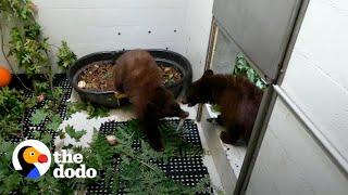 Bear Cub Brothers Separated For Months Cant Stop Hugging Each Other   The Dodo Saving The Wild