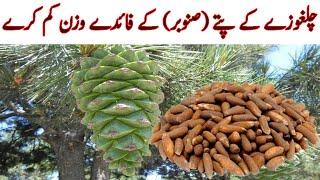 Barg e Sanober benefits in Urdu  Sanober leaves KY fiday  snober ky patty برگ سنوبر ، صنوبر کے پتے