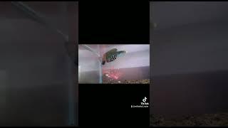 Channa Blue Pulchra Flaring #shorts #youtubeshorts #videoshorts #channabluepulchra #channapulchra