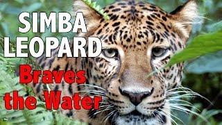 Daily Big Cat - Simba Leopard Braves the Water