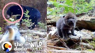 Tiniest Fuzzy Cubs Grow Up Into Gorgeous Wolves  The Dodo Wild Hearts
