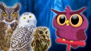 Owls for Kids  Animals for Kids  Educational Videos for Kids